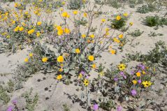 More flowers, that's why we came...