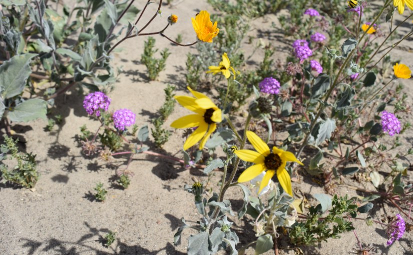 Whine Free Wildflower&nbsp;Photography!