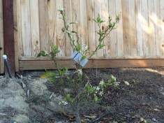 It isn't arborcide if your tree has blossoms, I tell you!