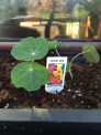Nasturtium