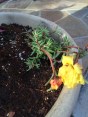 Portulaca
