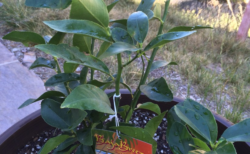 APRIL Yard Clean-Up Part Four: Orange Blossom Special… and Limes- think of the&nbsp;Gimlets!