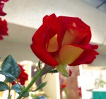 "Ketchup and Mustard"