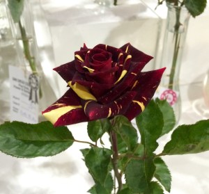 Stunning "Memphis Magic"