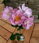 Fair Award Winner "Charlotte Ann"