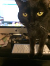 Might I resume typing, cat?