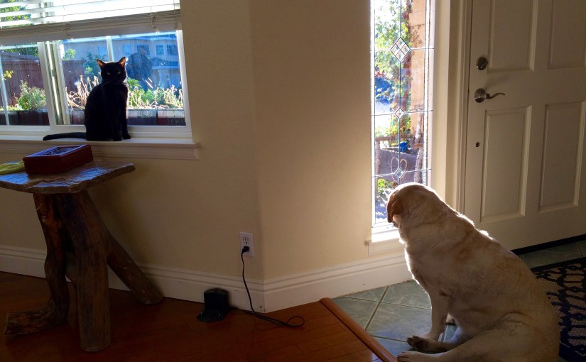 A Window Washing&nbsp;Haiku