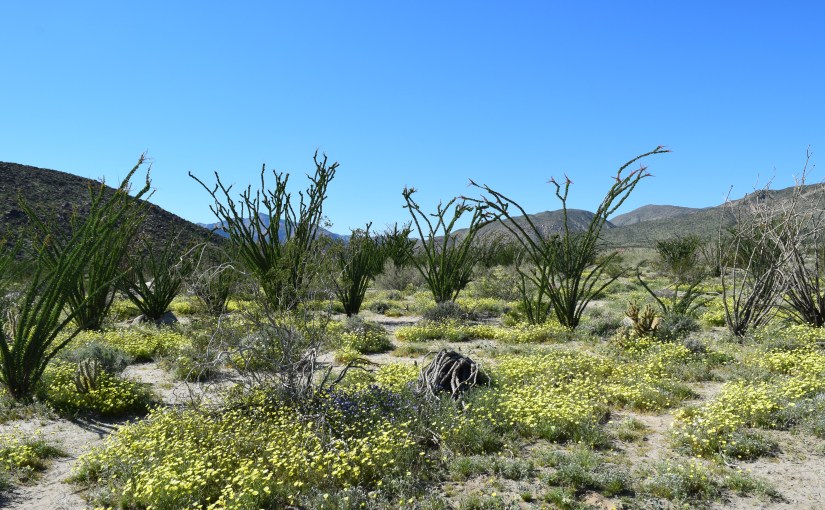 Anza Borrego Desert State Park- Wildflower “Super Bloom” March&nbsp;2017