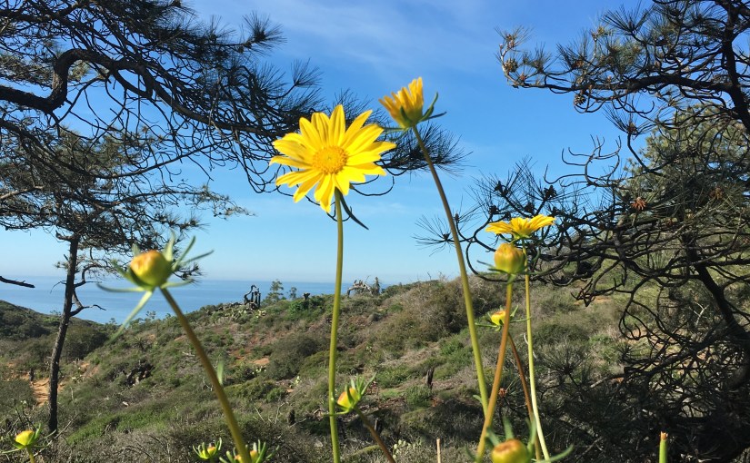 Wildflowers of Torrey Pines, Guy Fleming&nbsp;Trail